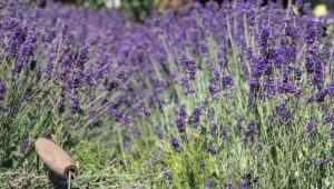 Lavendel